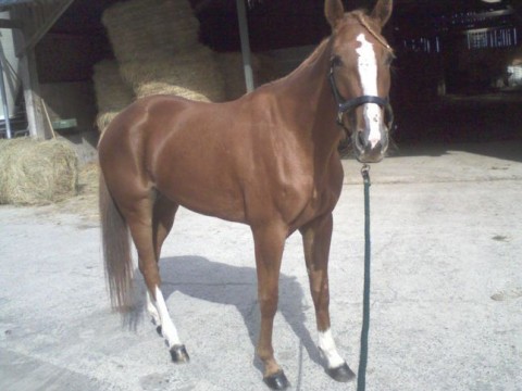 Skidane d&rsquo;Amor